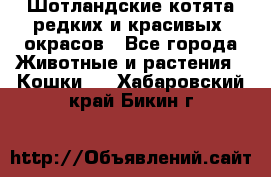 Шотландские котята редких и красивых  окрасов - Все города Животные и растения » Кошки   . Хабаровский край,Бикин г.